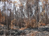 Aspecto desolador de floresta queimada